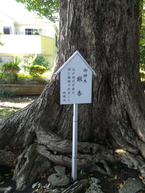 五社神社の御神木の銀杏の写真