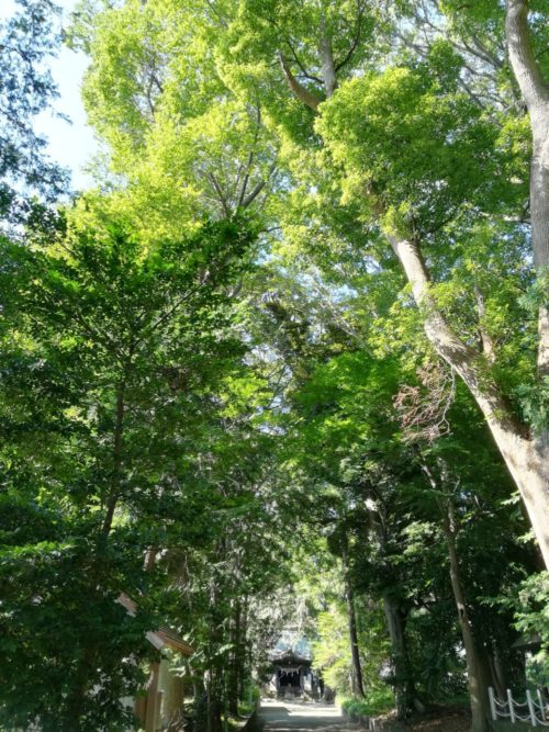 五社神社の正面通路を見上げた写真