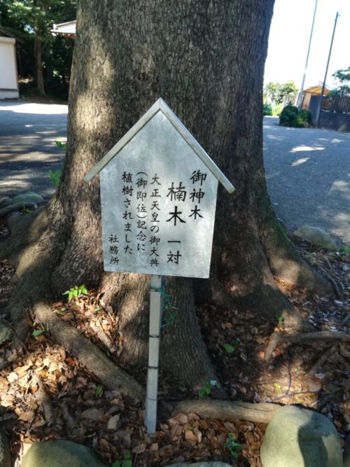 大正時代に植えられた五社神社の御神木の写真