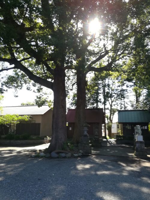 五社神社の御神木の写真