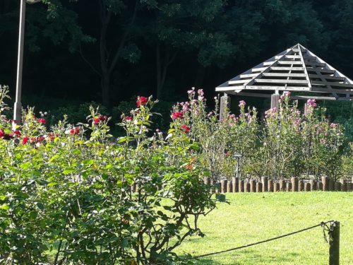 城山公園のバラ園内の写真